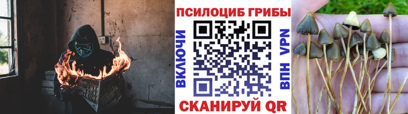 сколько стоит  Нижний Новгород  площадка состав  Галлюциногенные грибы GOLDEN TEACHER 